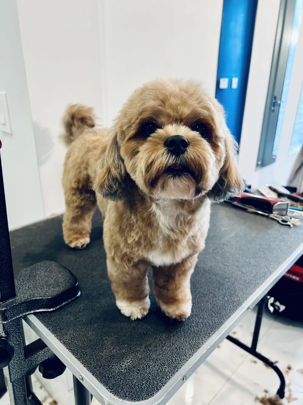 Freshly groomed dog