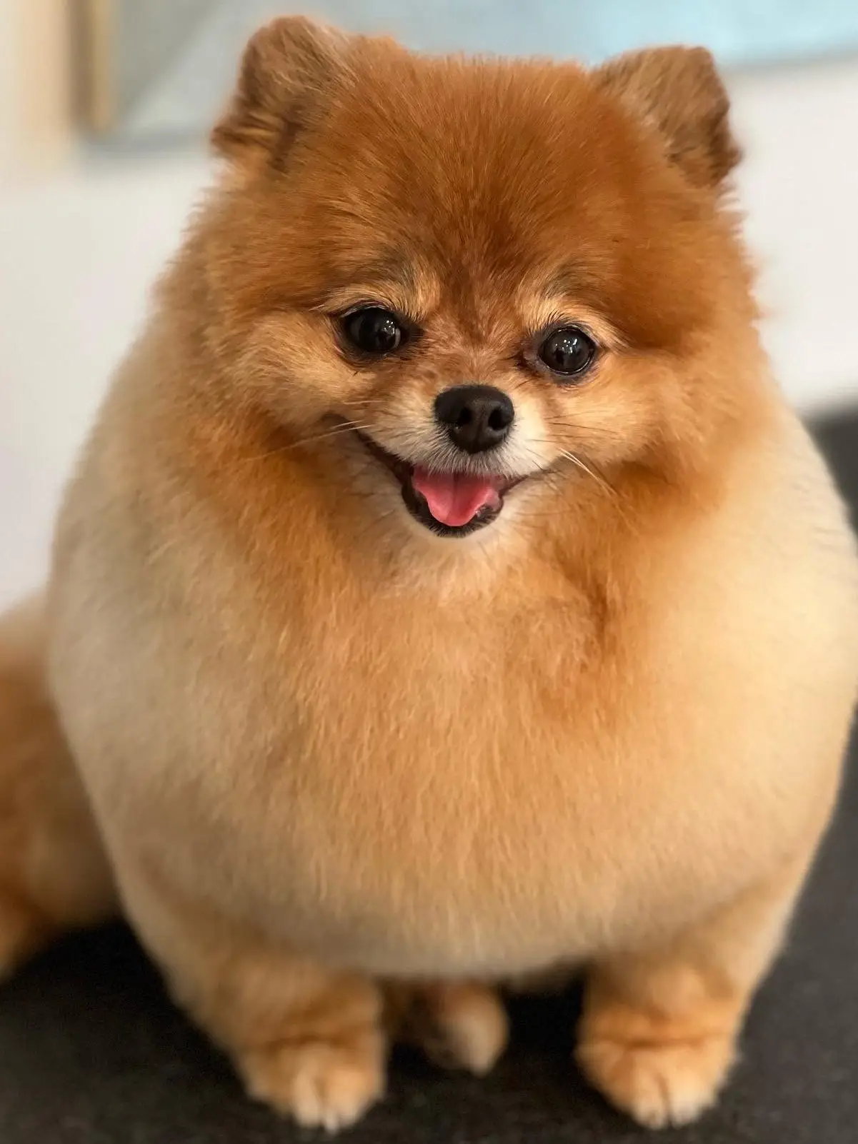 Freshly groomed dog