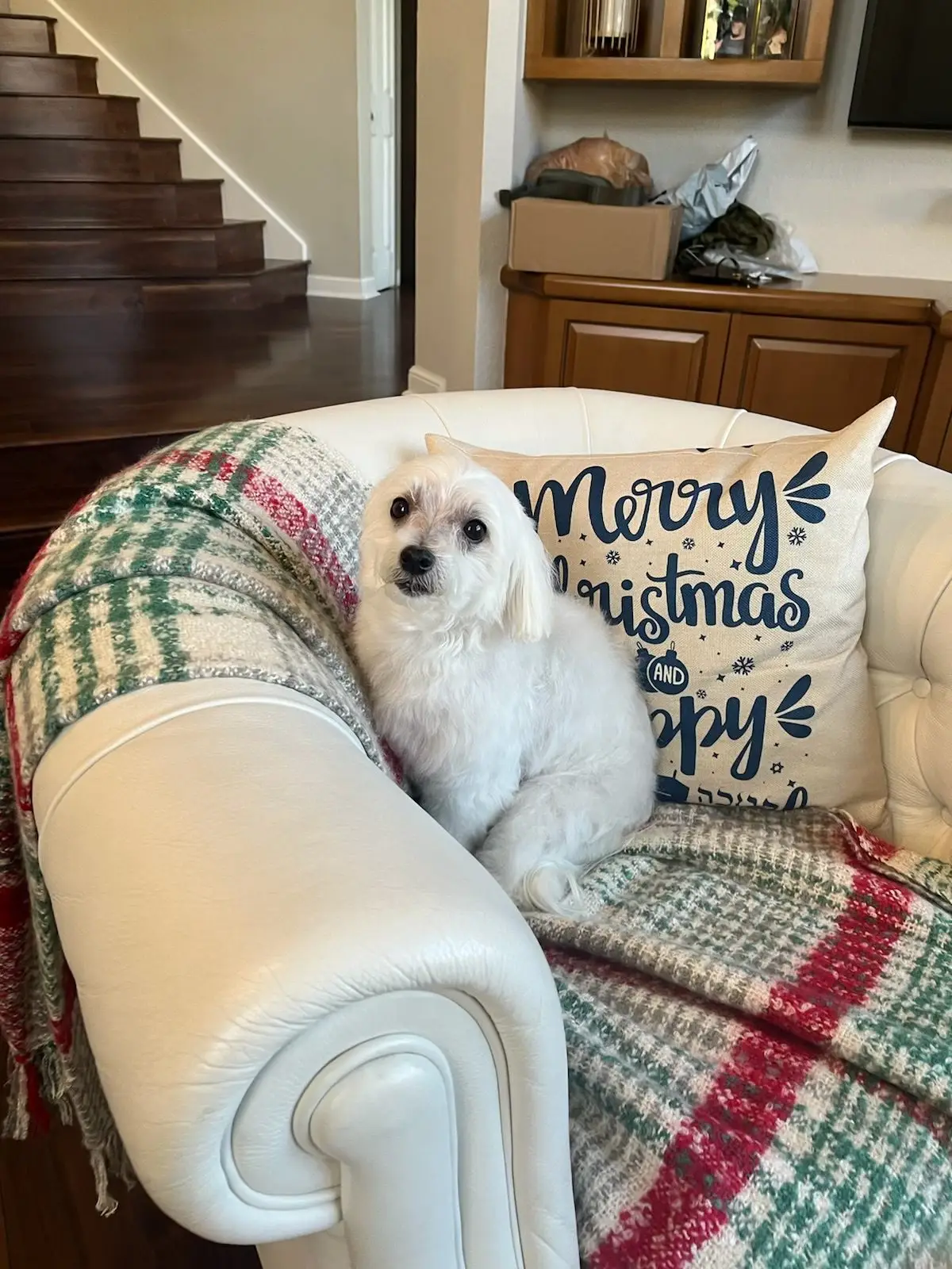 Freshly groomed dog
