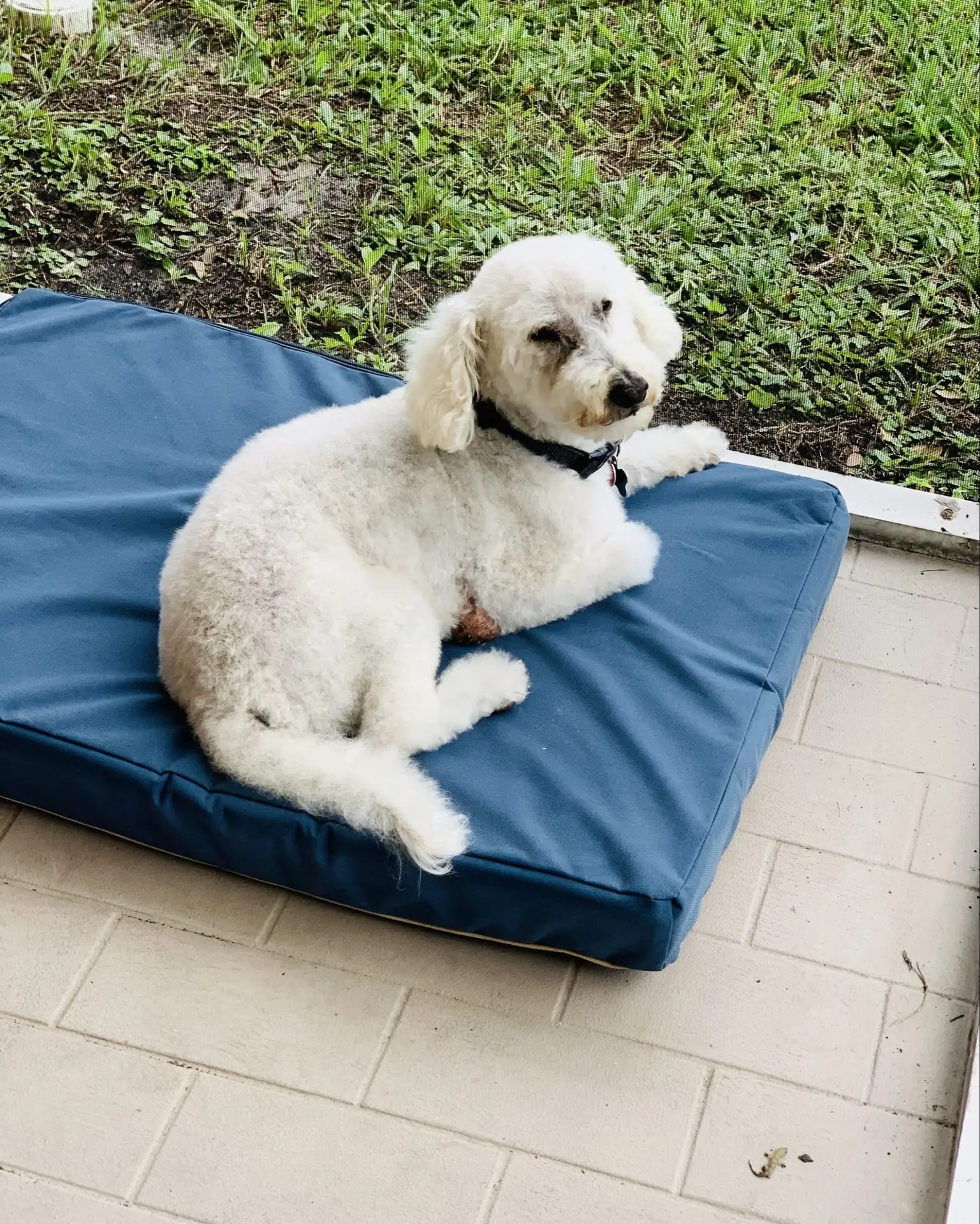Freshly groomed dog