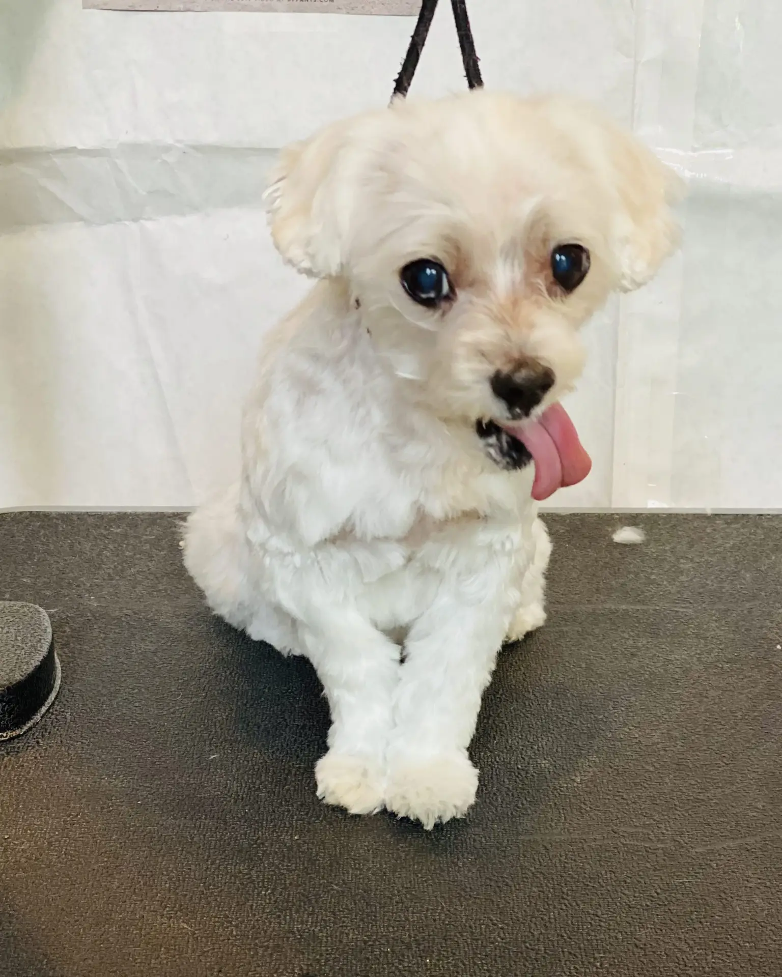 Freshly groomed dog