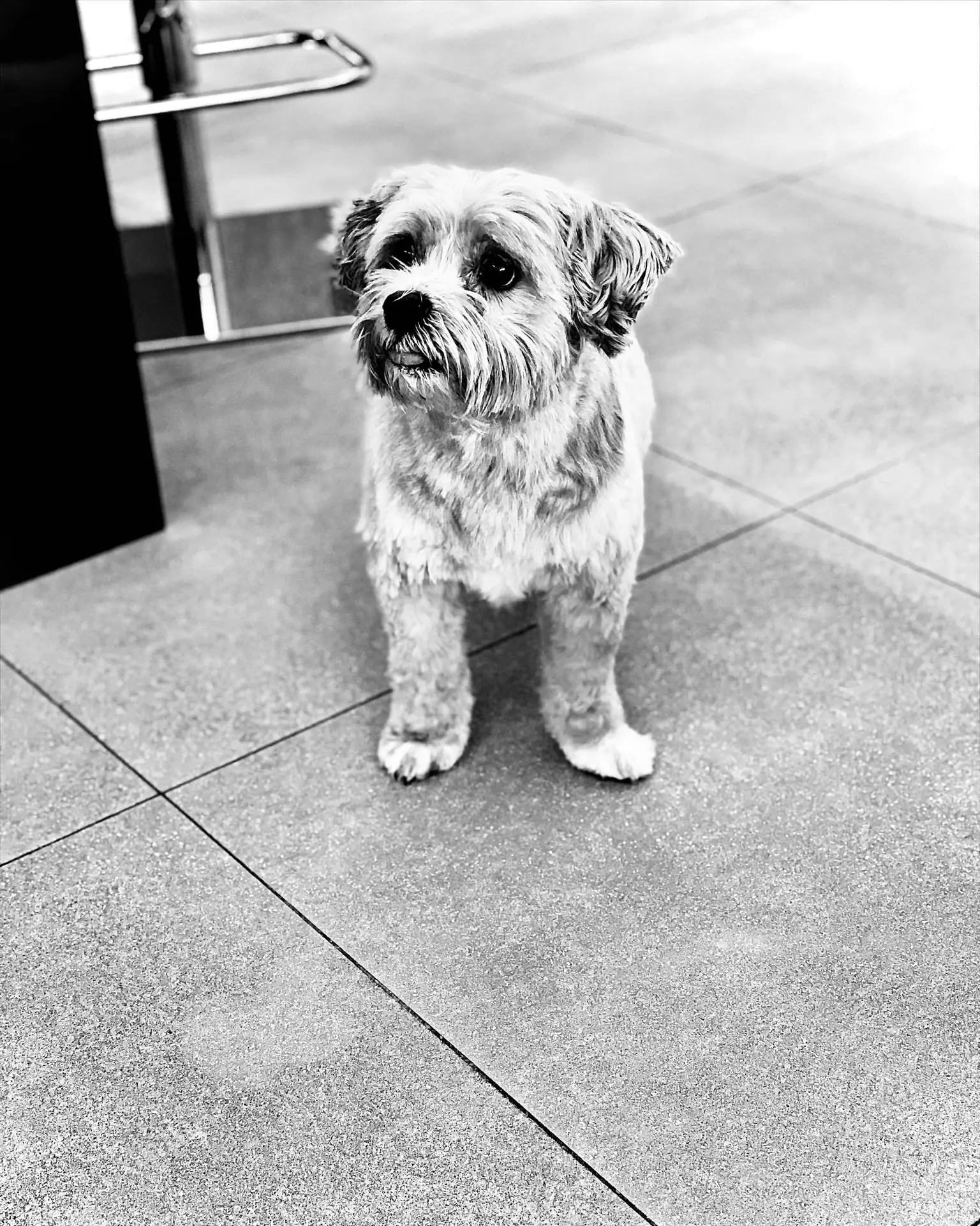 Freshly groomed dog