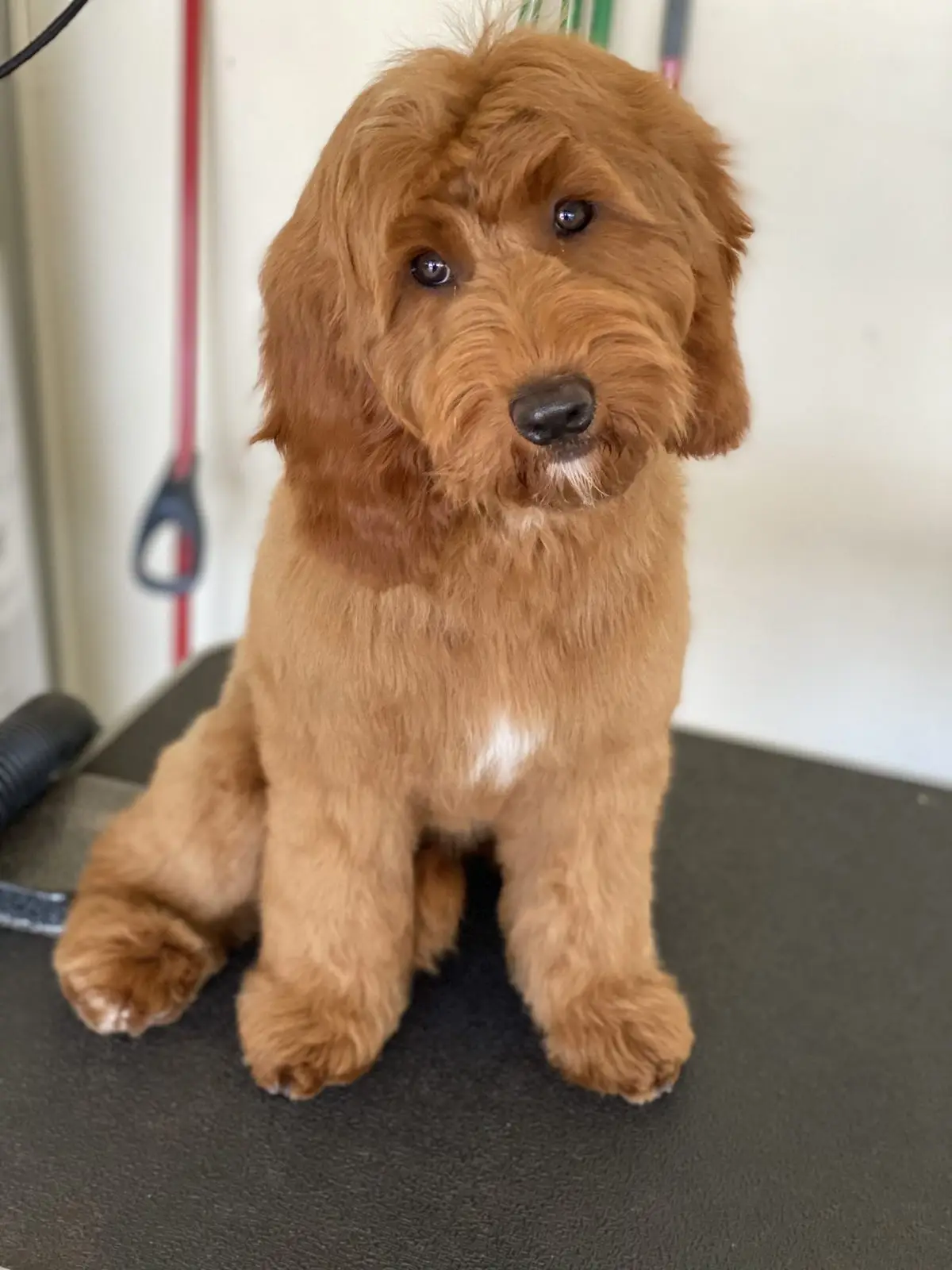 Freshly groomed dog