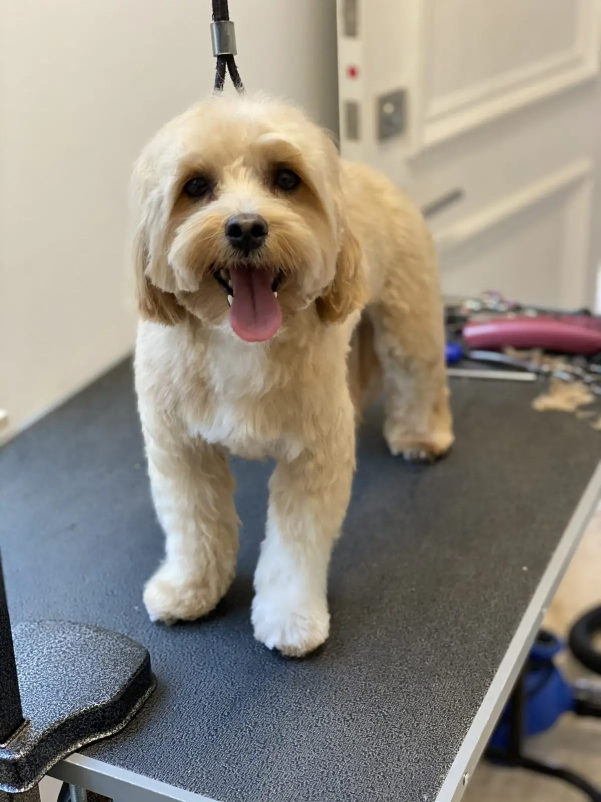 Freshly groomed dog