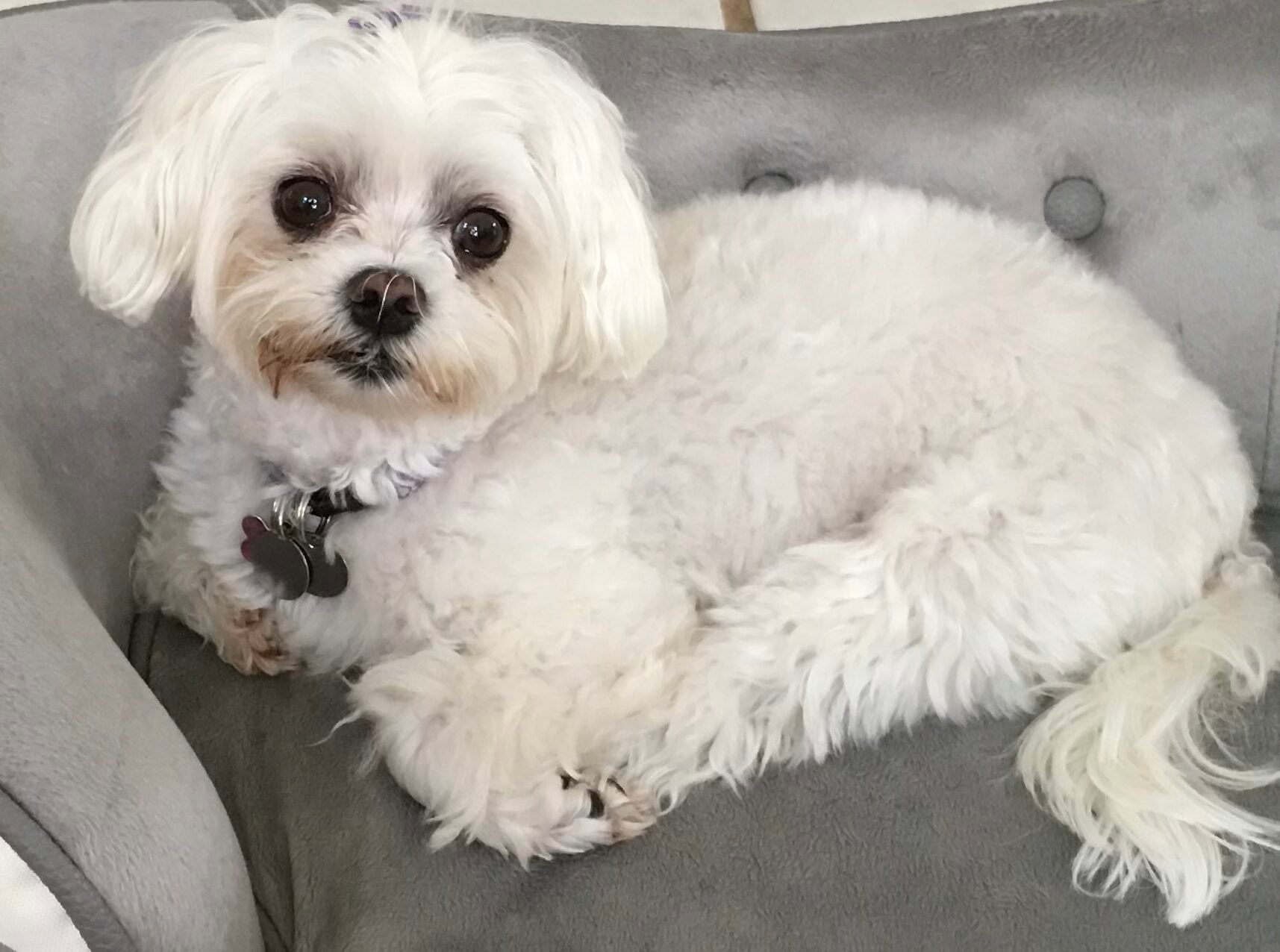 Beloved dog groomed by Angel Paws