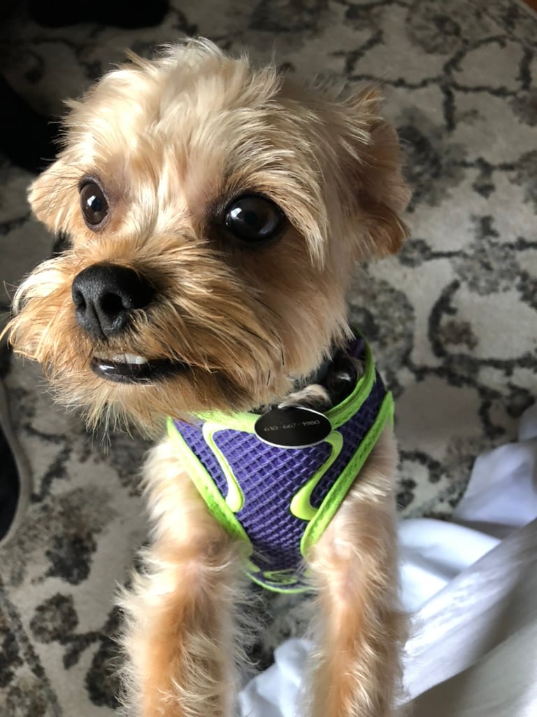 Beloved dog groomed by Angel Paws