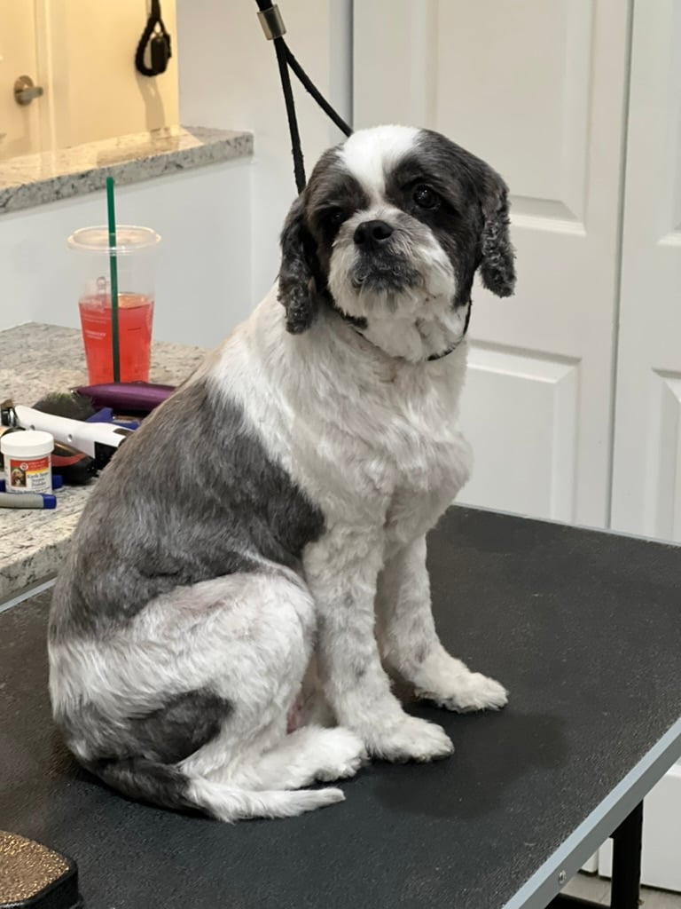 Beloved dog groomed by Angel Paws