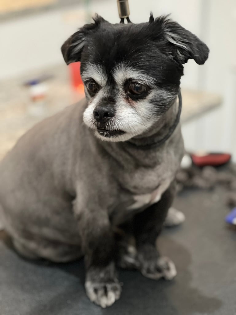 Beloved dog groomed by Angel Paws