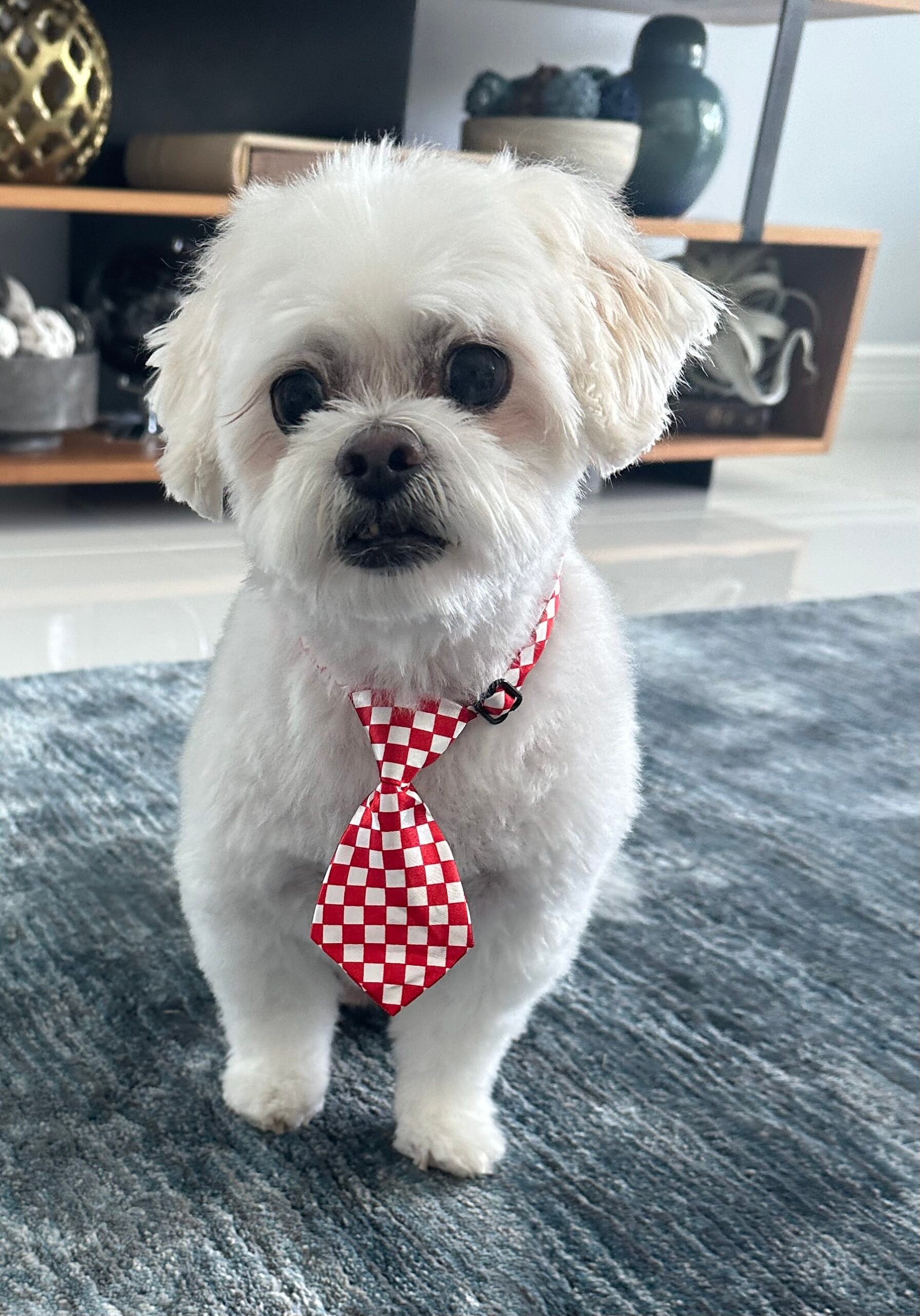 Beloved dog groomed by Angel Paws
