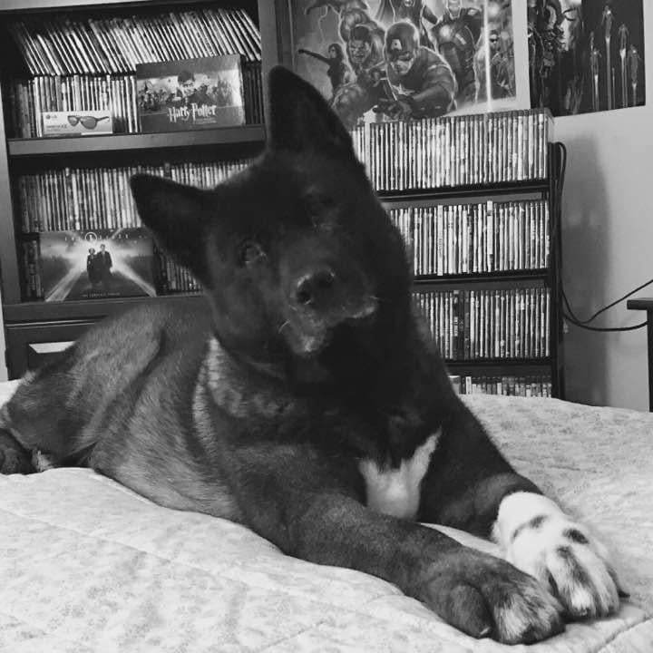 Beloved dog groomed by Angel Paws