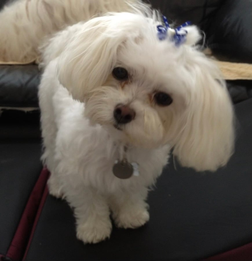 Beloved dog groomed by Angel Paws