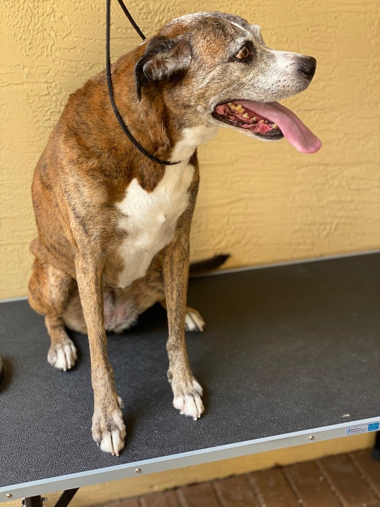 Beloved dog groomed by Angel Paws