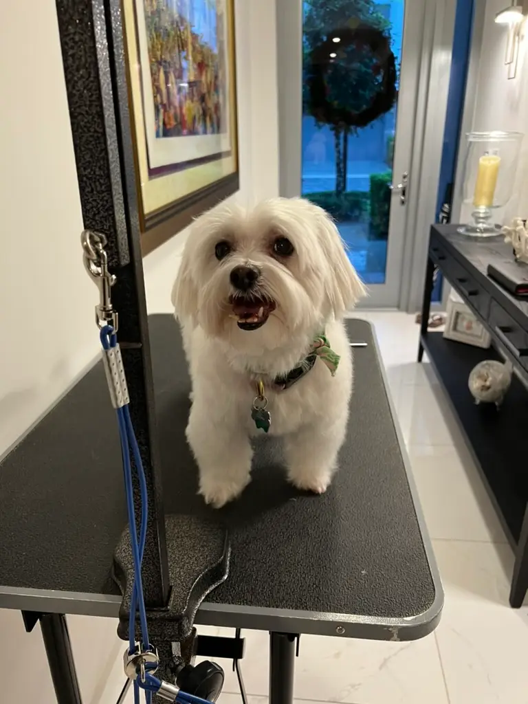 Beloved dog groomed by Angel Paws