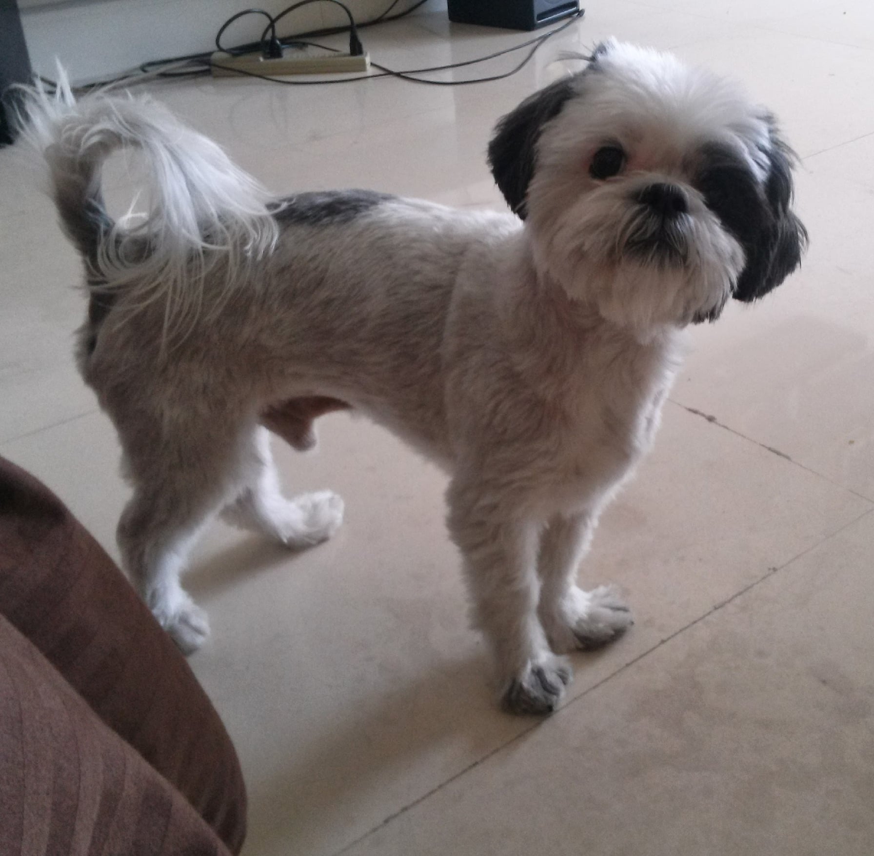 Beloved dog groomed by Angel Paws