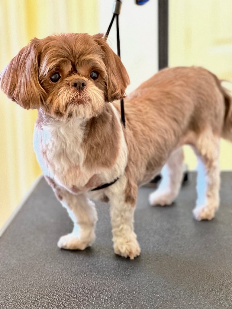 Beloved dog groomed by Angel Paws