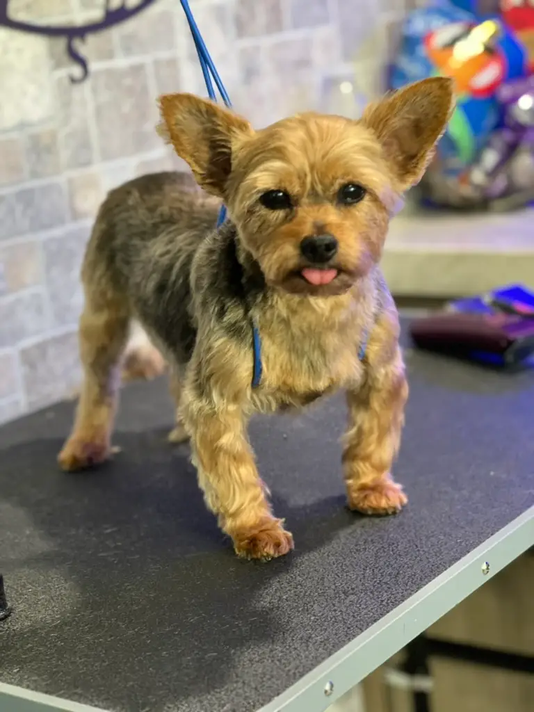 Beloved dog groomed by Angel Paws