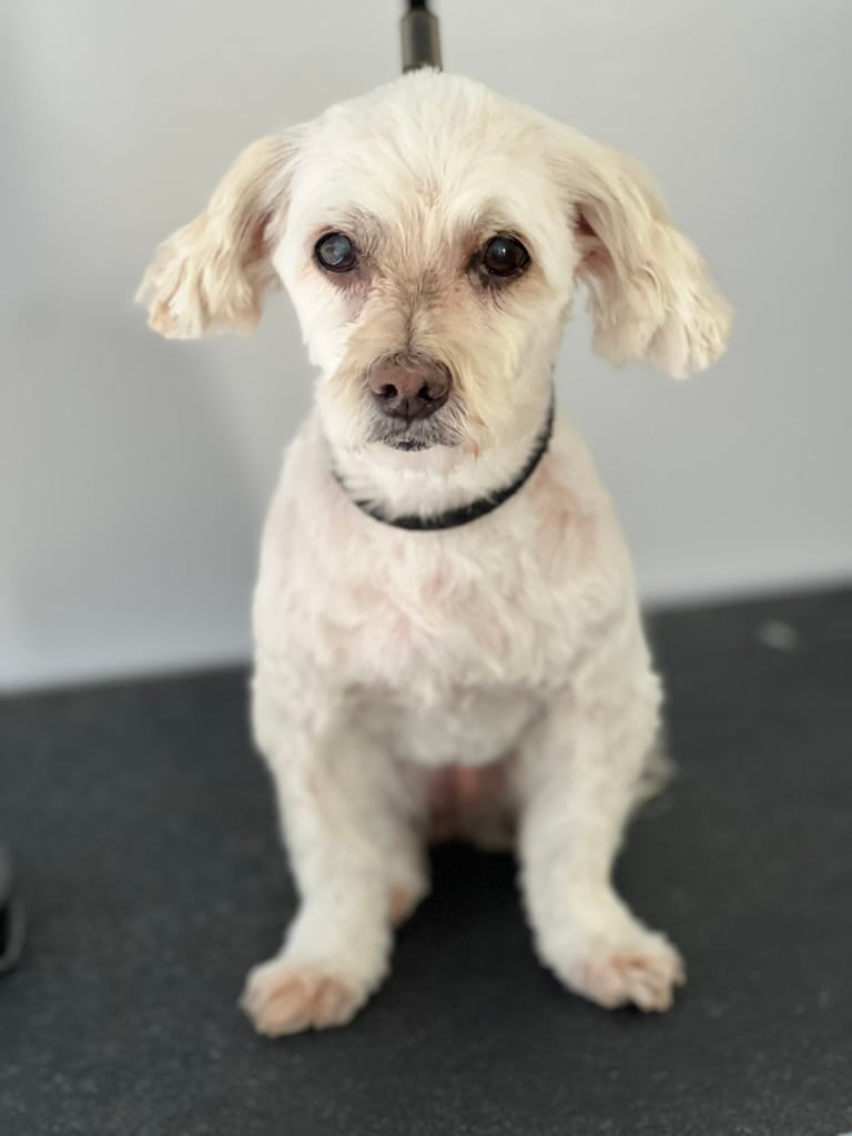 Beloved dog groomed by Angel Paws