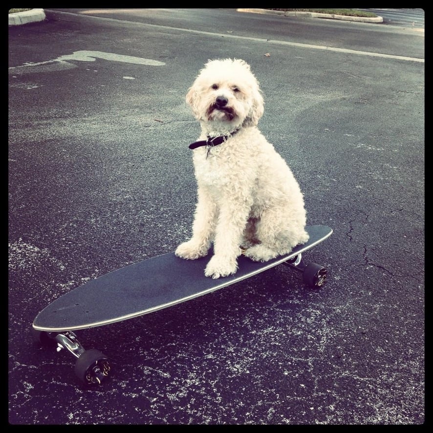 Beloved dog groomed by Angel Paws