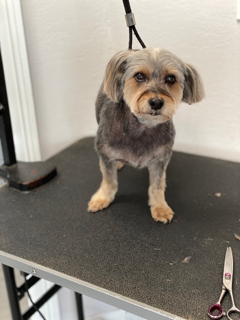 Beloved dog groomed by Angel Paws