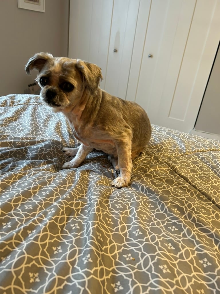 Beloved dog groomed by Angel Paws
