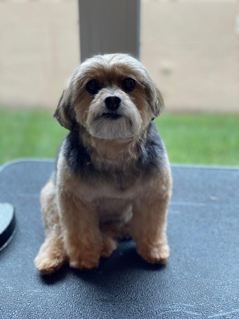 Beloved dog groomed by Angel Paws