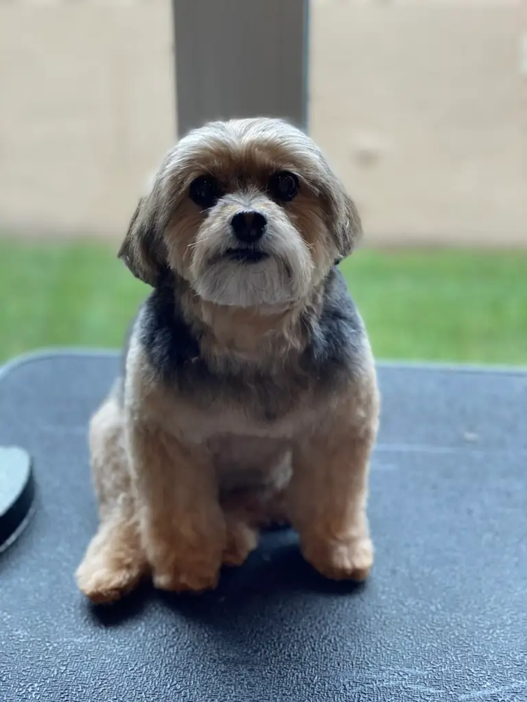 Beloved dog groomed by Angel Paws