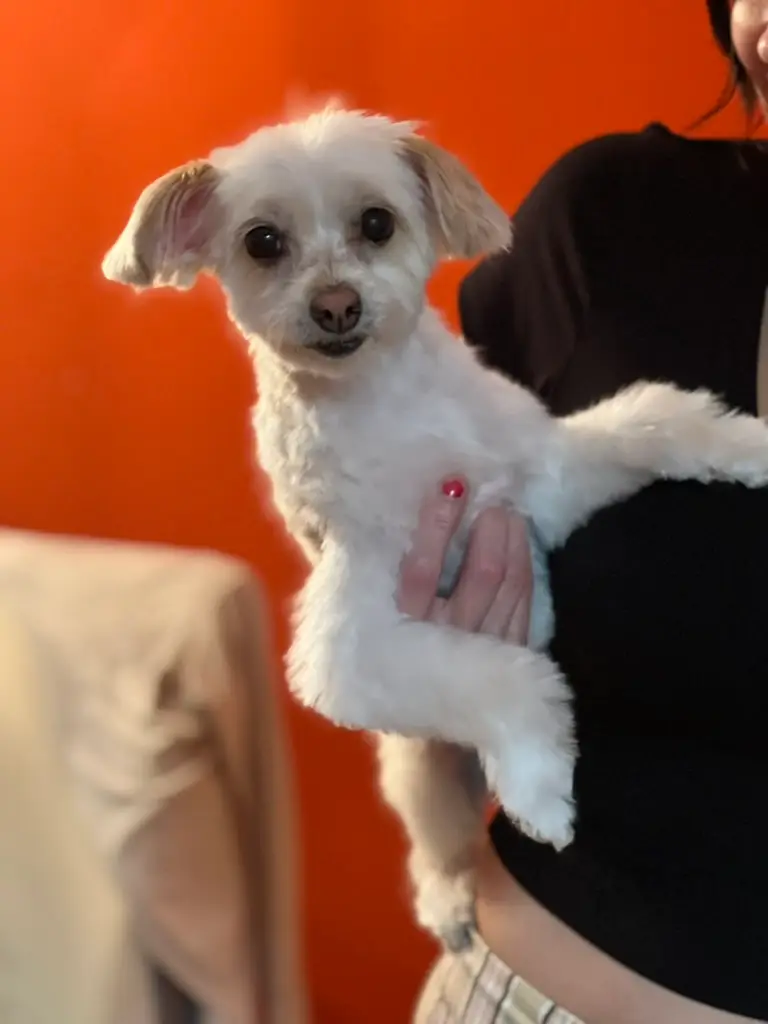 Beloved dog groomed by Angel Paws