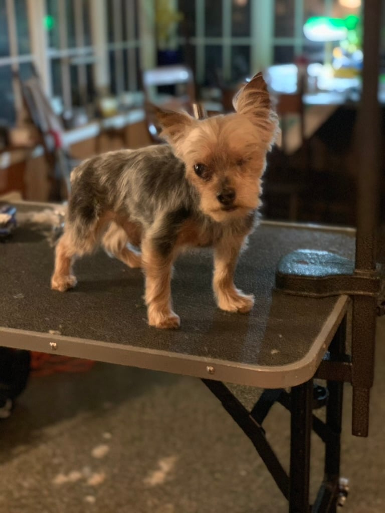 Beloved dog groomed by Angel Paws