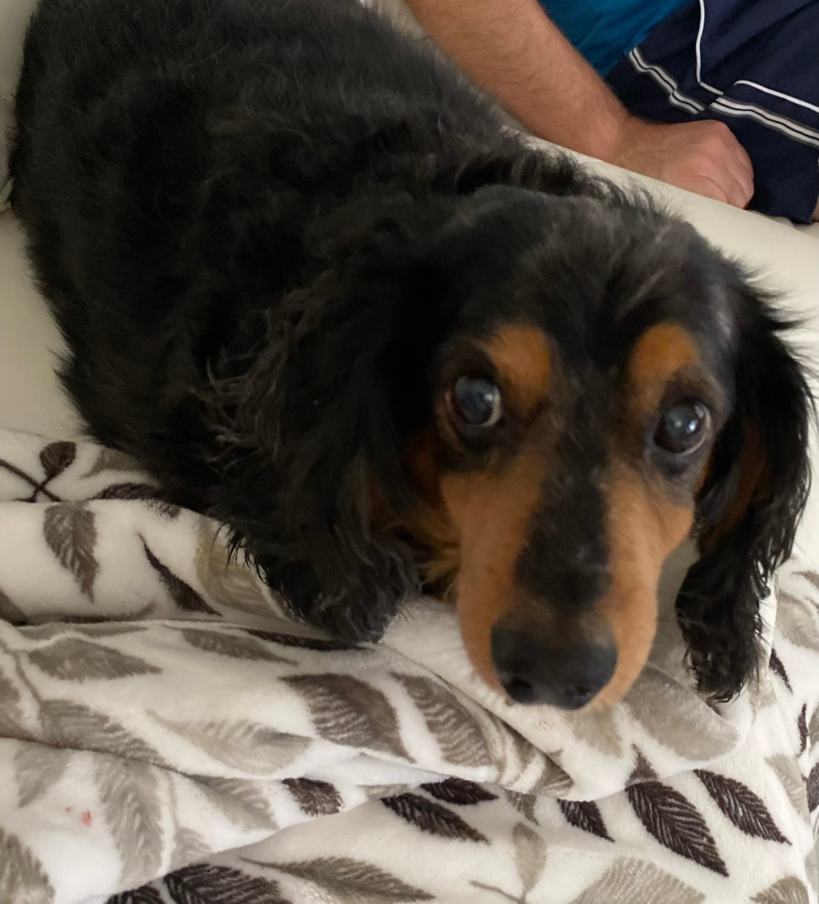 Beloved dog groomed by Angel Paws