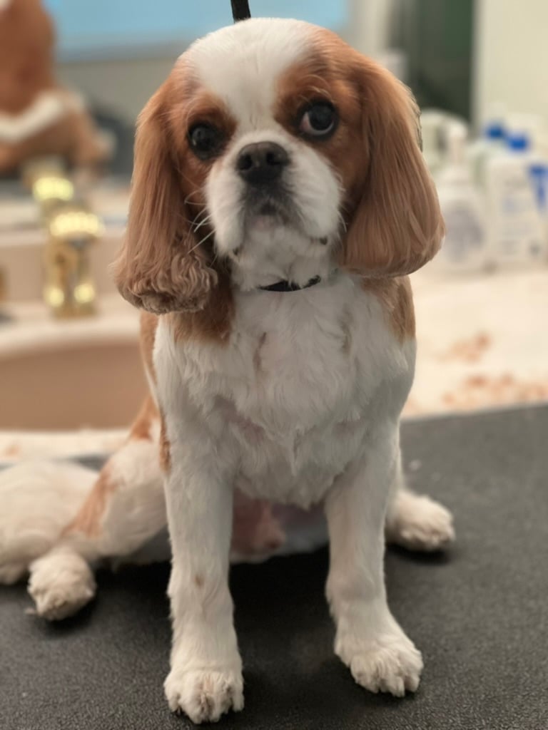 Beloved dog groomed by Angel Paws
