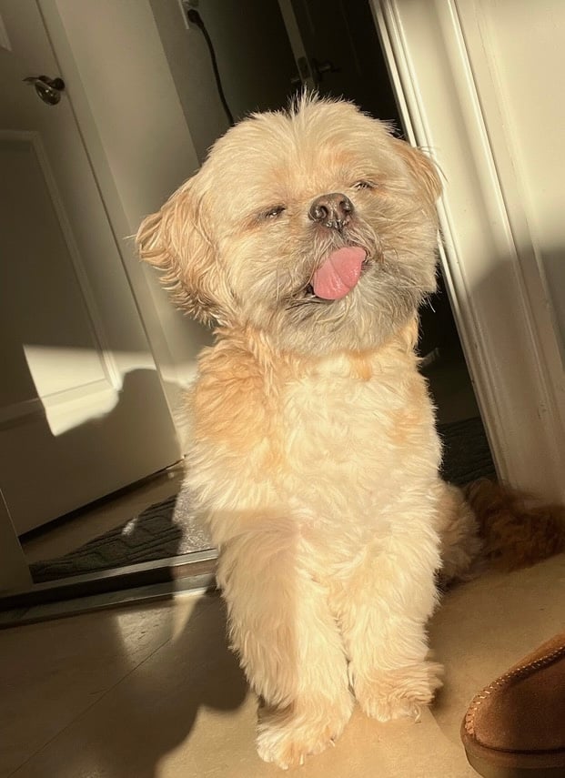 Beloved dog groomed by Angel Paws