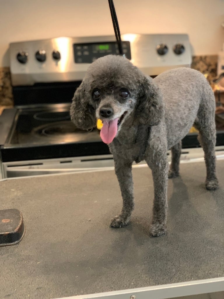 Beloved dog groomed by Angel Paws