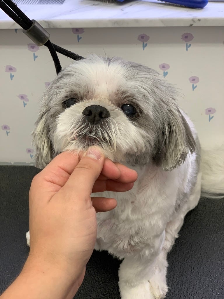 Beloved dog groomed by Angel Paws