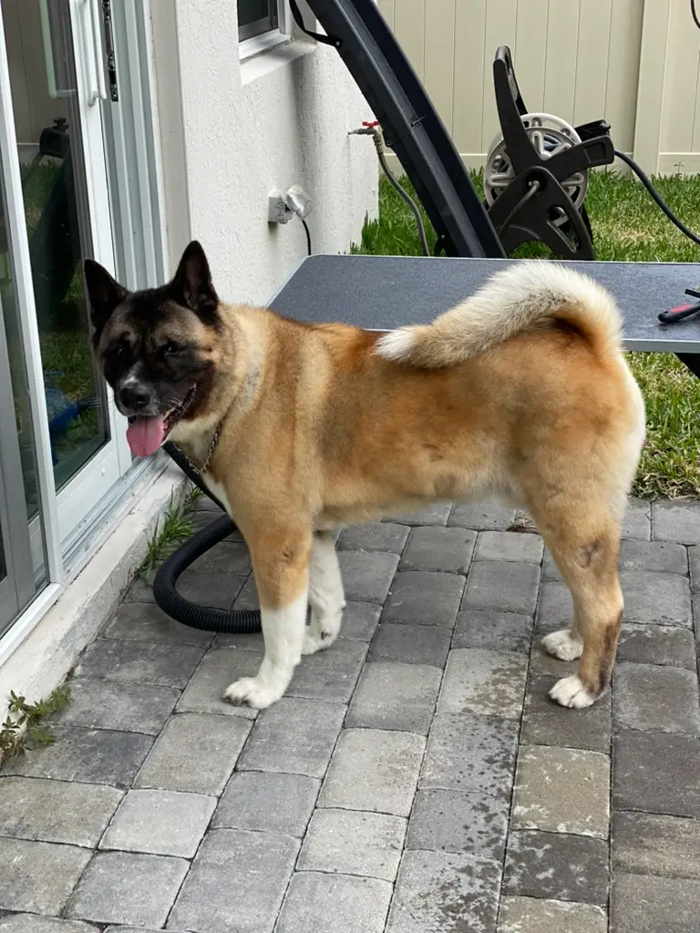 Beloved dog groomed by Angel Paws