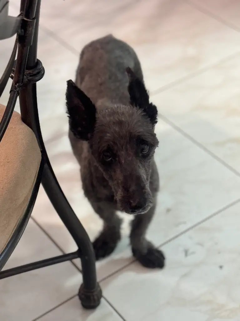 Beloved dog groomed by Angel Paws