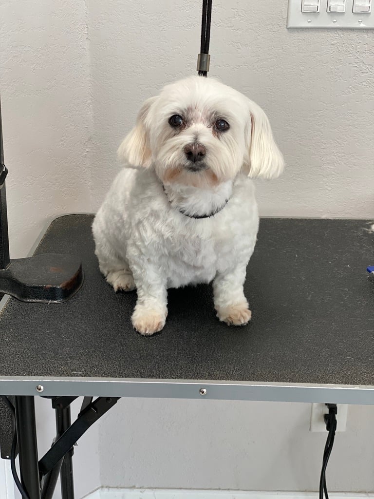 Beloved dog groomed by Angel Paws