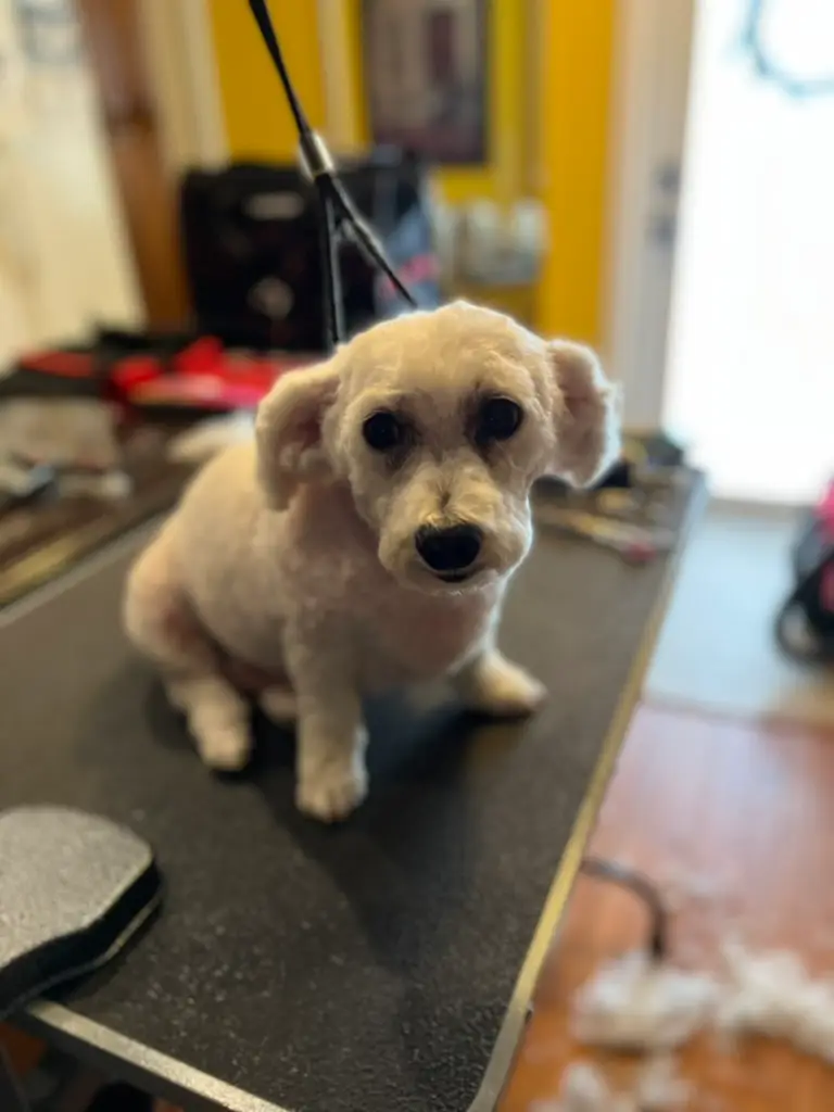 Beloved dog groomed by Angel Paws