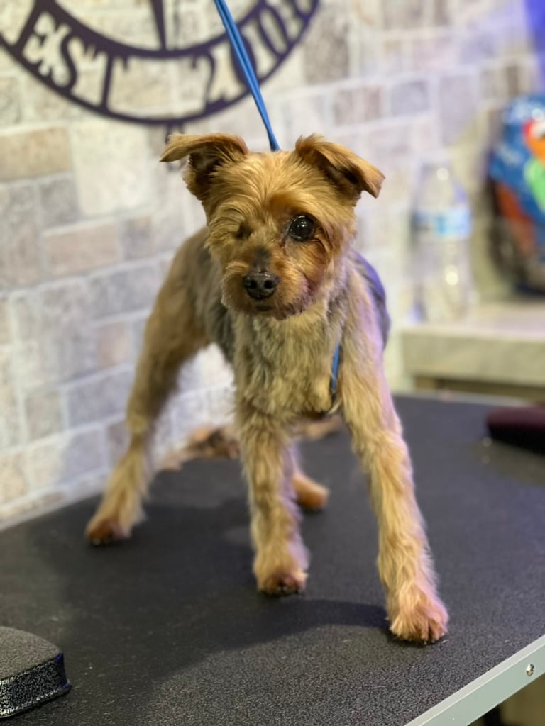 Beloved dog groomed by Angel Paws