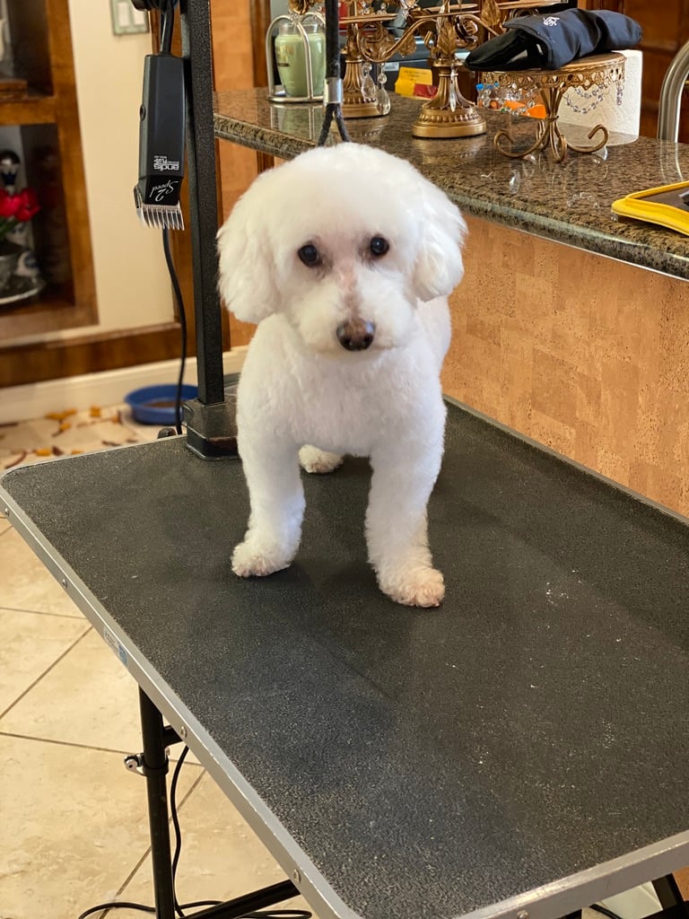 Beloved dog groomed by Angel Paws