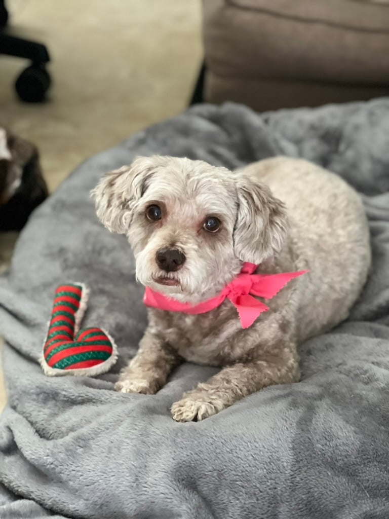 Beloved dog groomed by Angel Paws