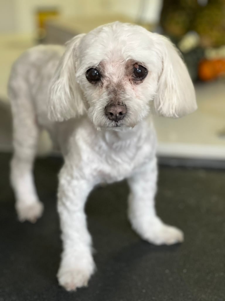 Beloved dog groomed by Angel Paws
