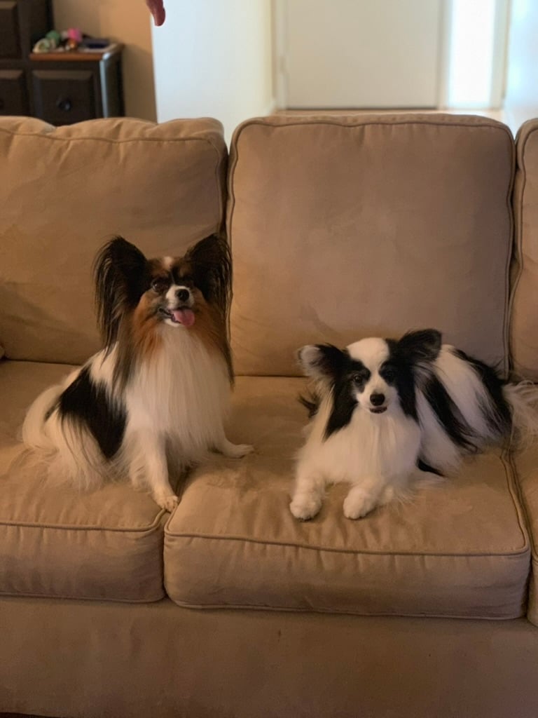 Beloved dog groomed by Angel Paws