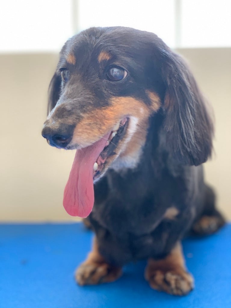 Beloved dog groomed by Angel Paws