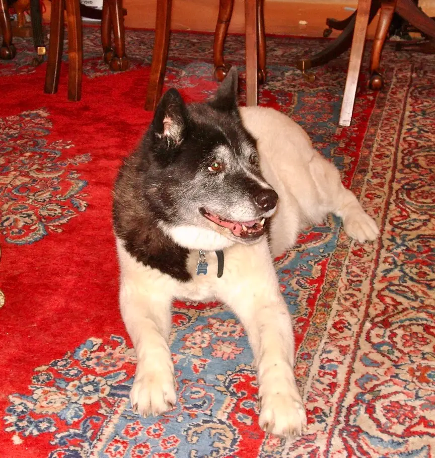Beloved dog groomed by Angel Paws