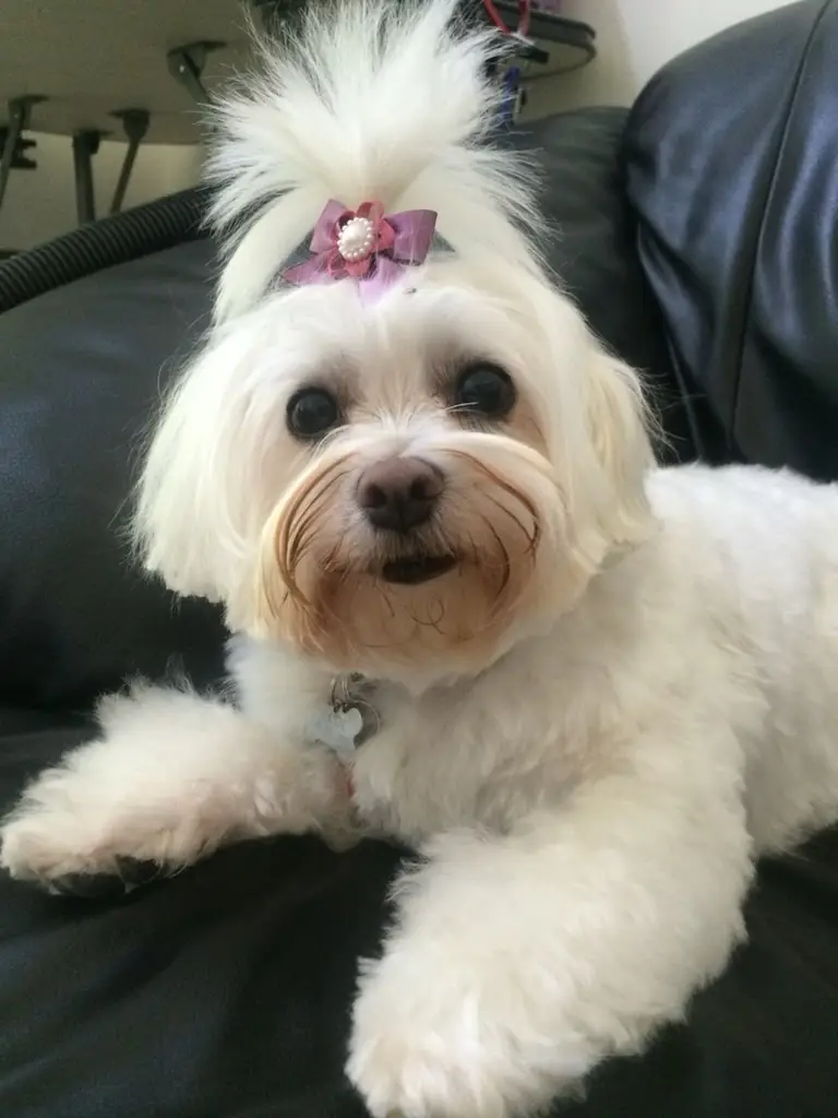 Beloved dog groomed by Angel Paws
