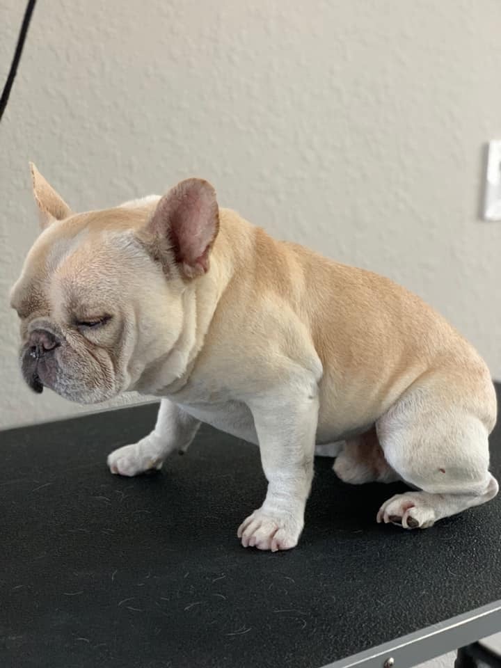 Beloved dog groomed by Angel Paws