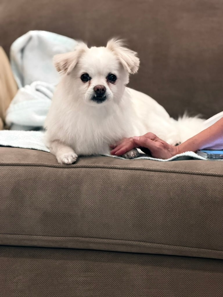Beloved dog groomed by Angel Paws