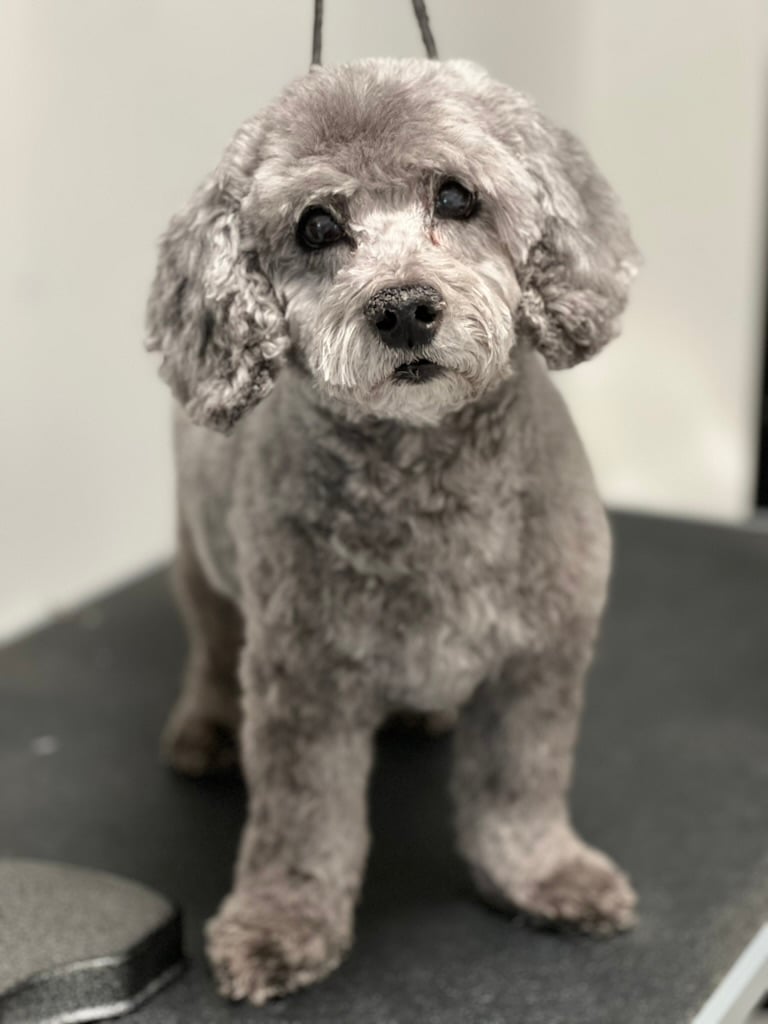 Beloved dog groomed by Angel Paws