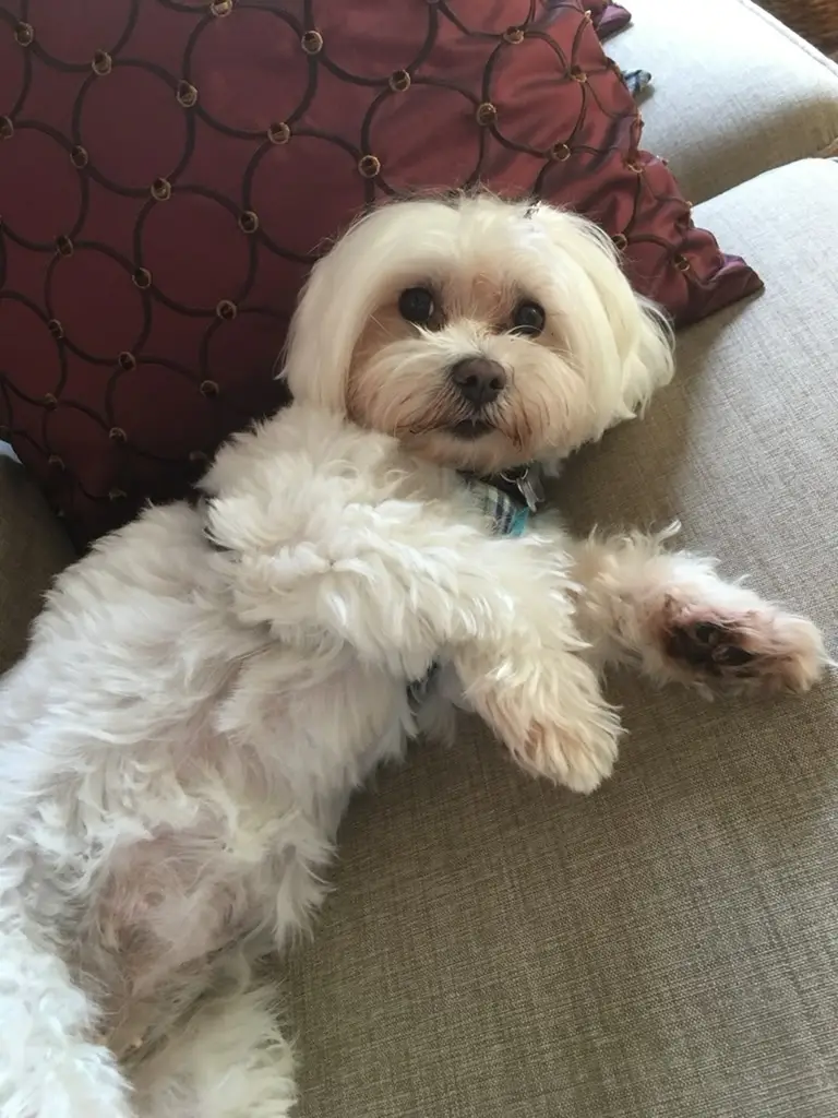 Beloved dog groomed by Angel Paws