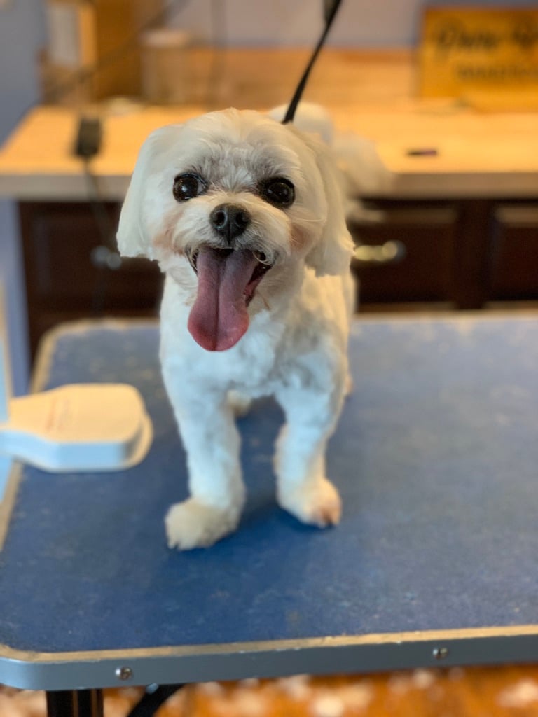Beloved dog groomed by Angel Paws